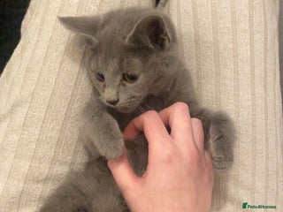 Mixed Breed cats 3 beautiful babies looking for forever homes - Advert 1