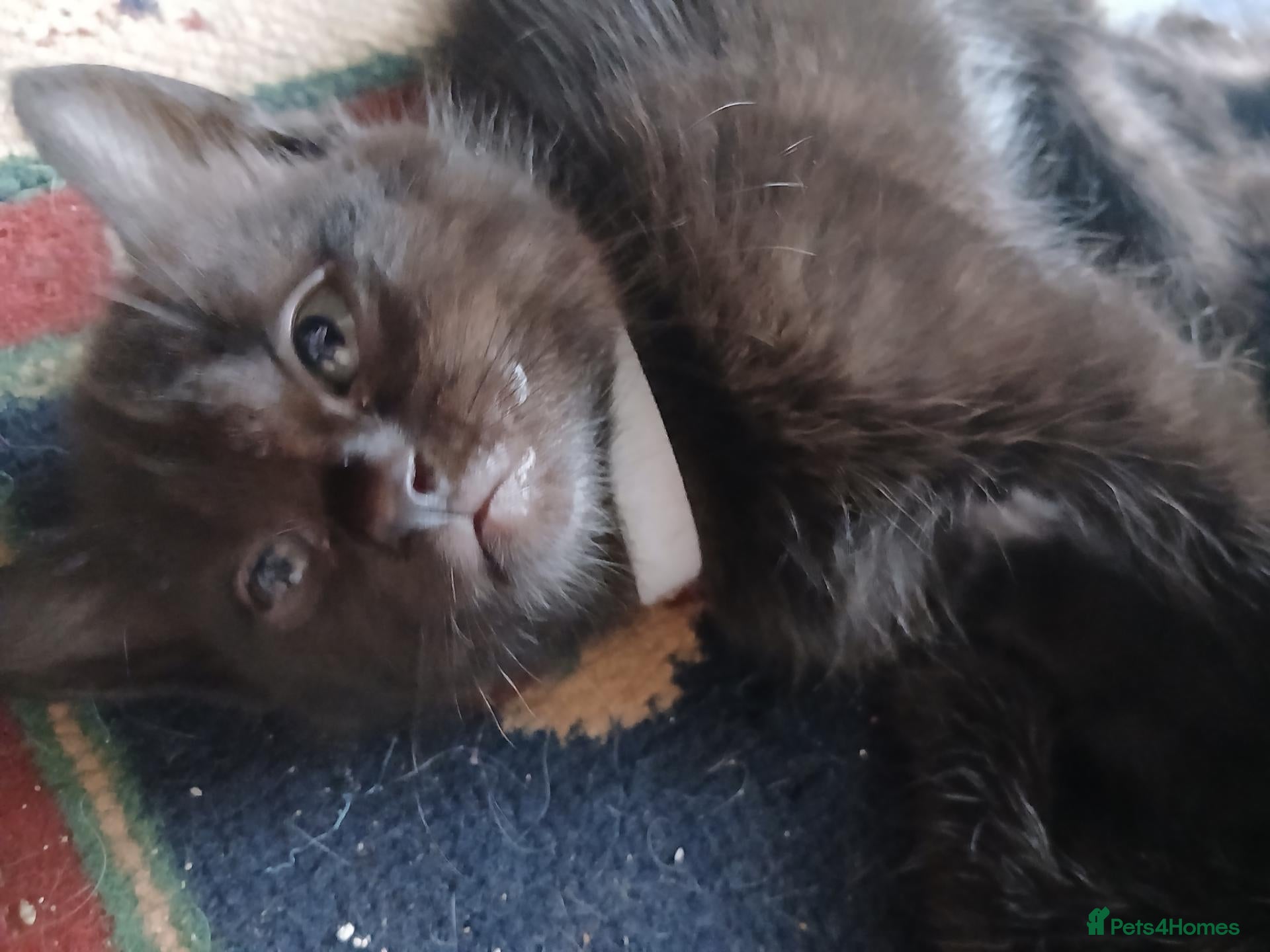 Mixed Breed cats kittens - Advert 19