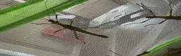 Stick Insects invertebrates for sale: Sunny stick insect in Spalding - Advert 4