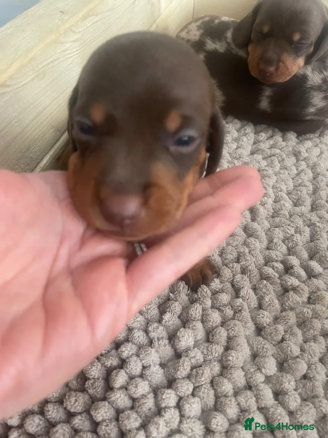 Miniature Dachshund dogs for sale: Stunning miniature daschunds  - Advert 2