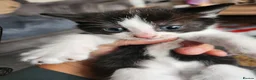 Mixed Breed cats for sale: Kittens - Advert 9