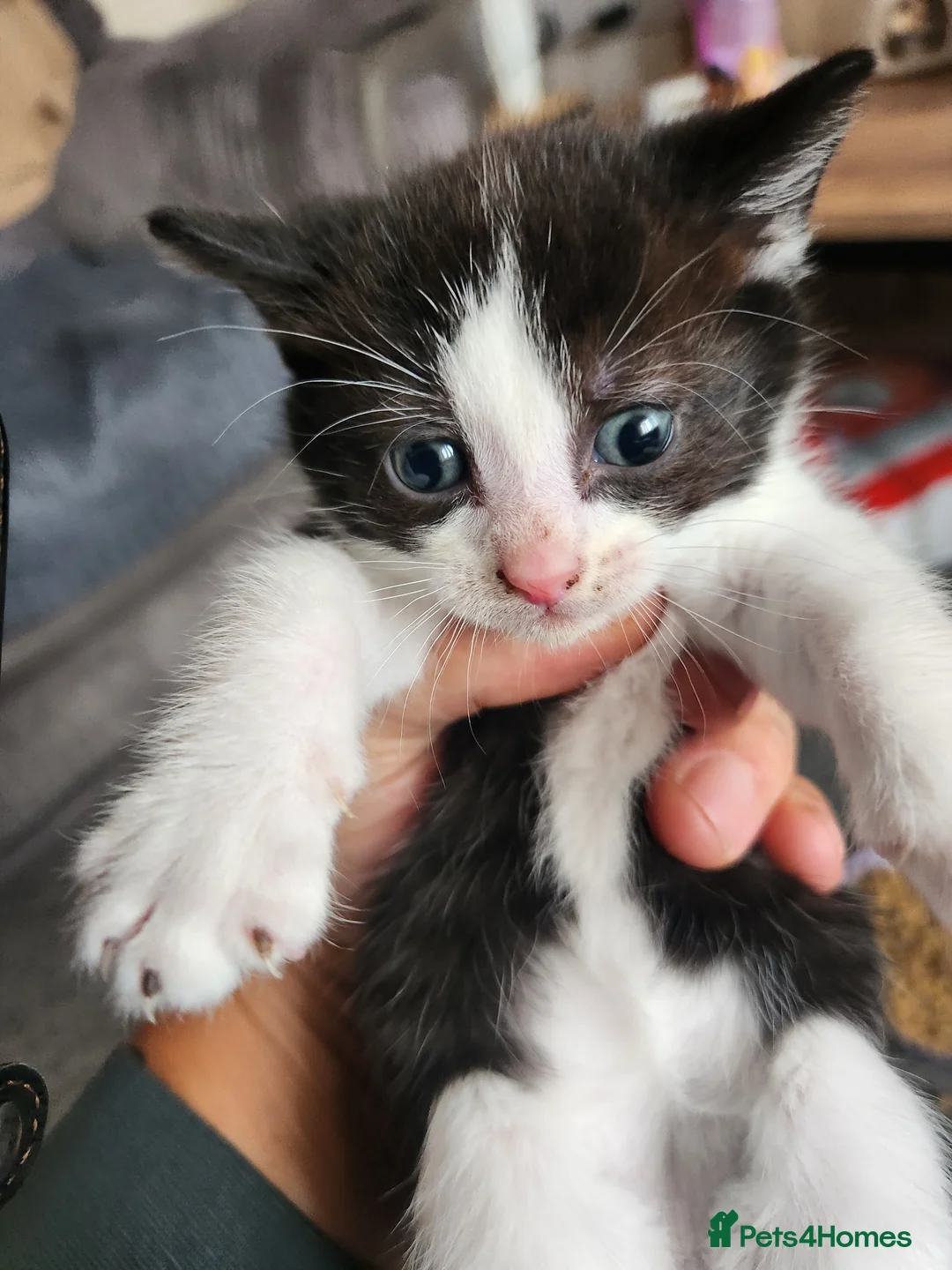 Mixed Breed cats for sale: Kittens - Advert 9