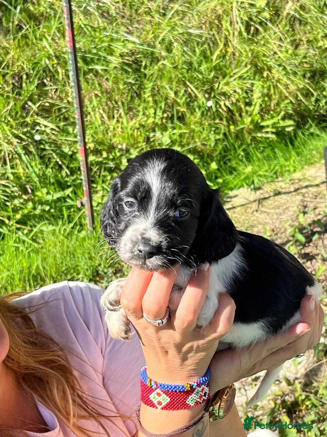 English Setter dogs for adoption: Setter x pups  - Image 19