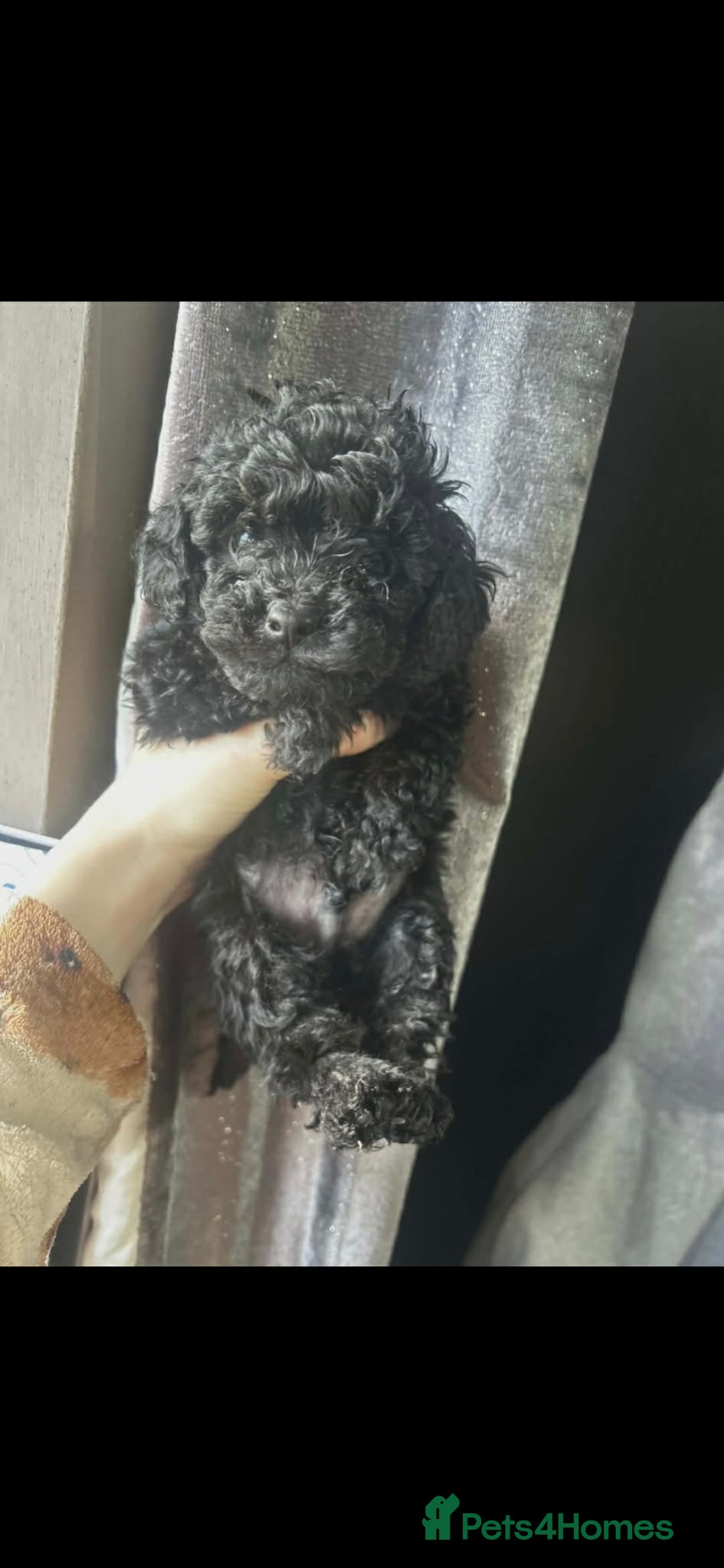 Toy Poodle dogs Toy Poodle boy READY NOW (kc activity reg) - Advert 1