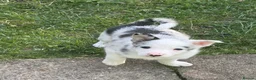 Border Collie dogs for sale: Excellent Border Collie Puppies  in Buxton - Advert 9