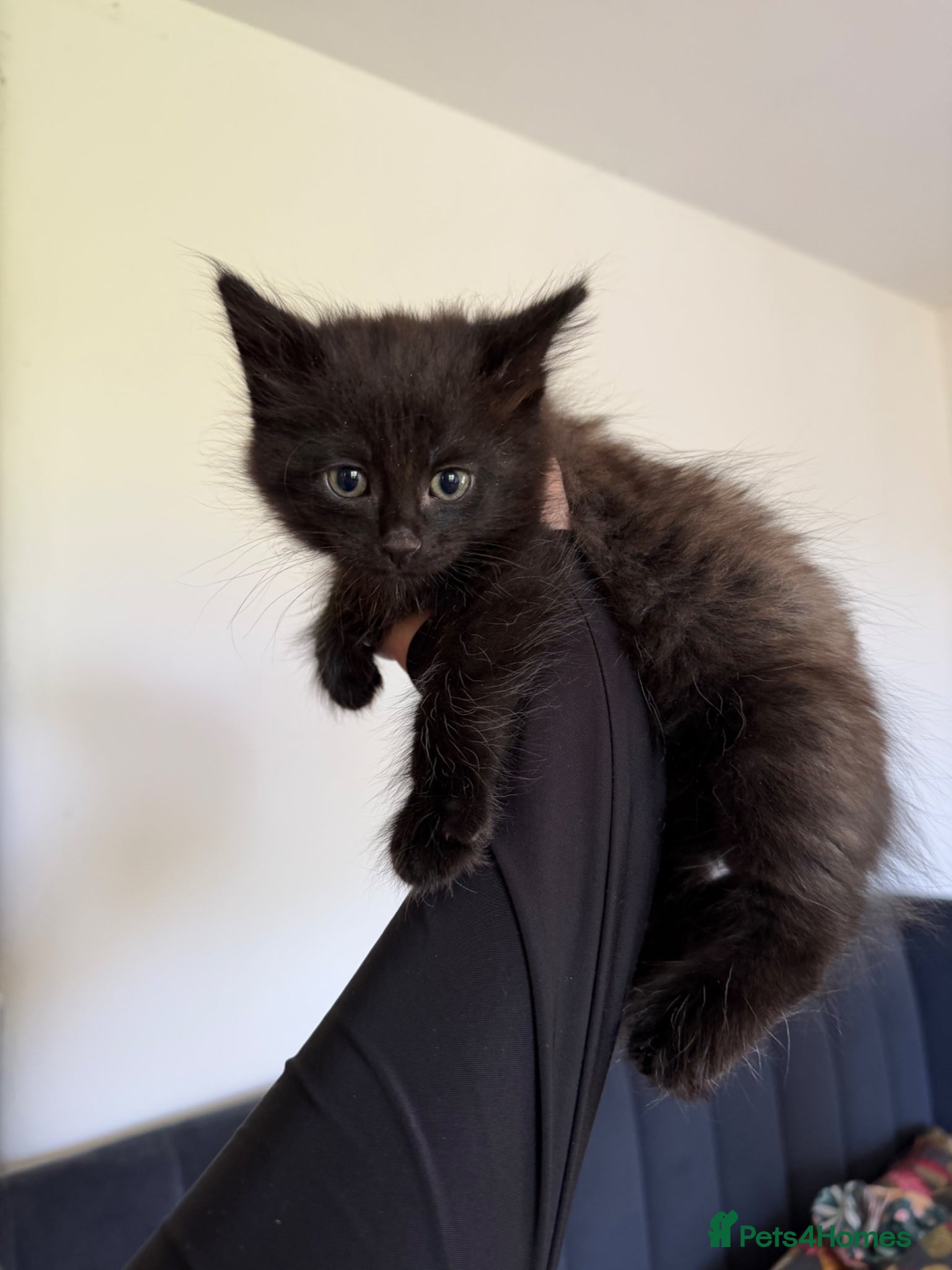 Mixed Breed cats Short haired cat x maine coon  - Advert 5