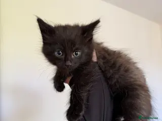 Mixed Breed cats Short haired cat x maine coon - Advert 5