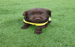 Labrador Retriever dogs for sale: Chocolate Labradors by FLASHMOUNT TENOR of TAGABEA - Image 5