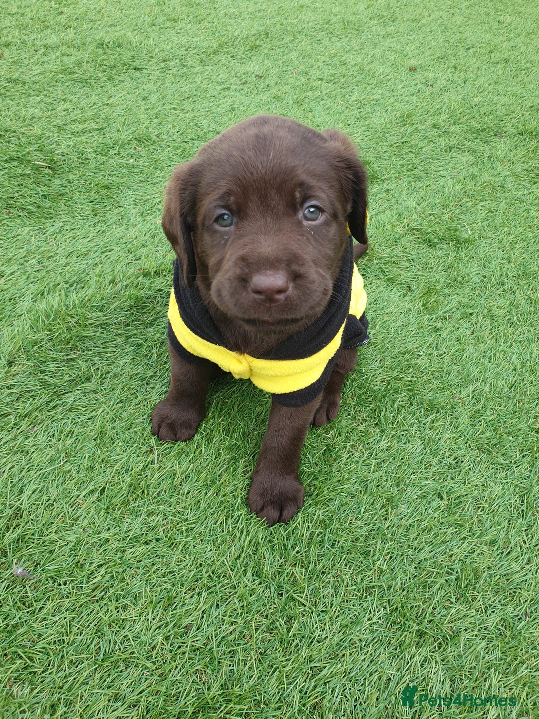 Labrador Retriever dogs for sale: Chocolate Labradors by FLASHMOUNT TENOR of TAGABEA - Image 5