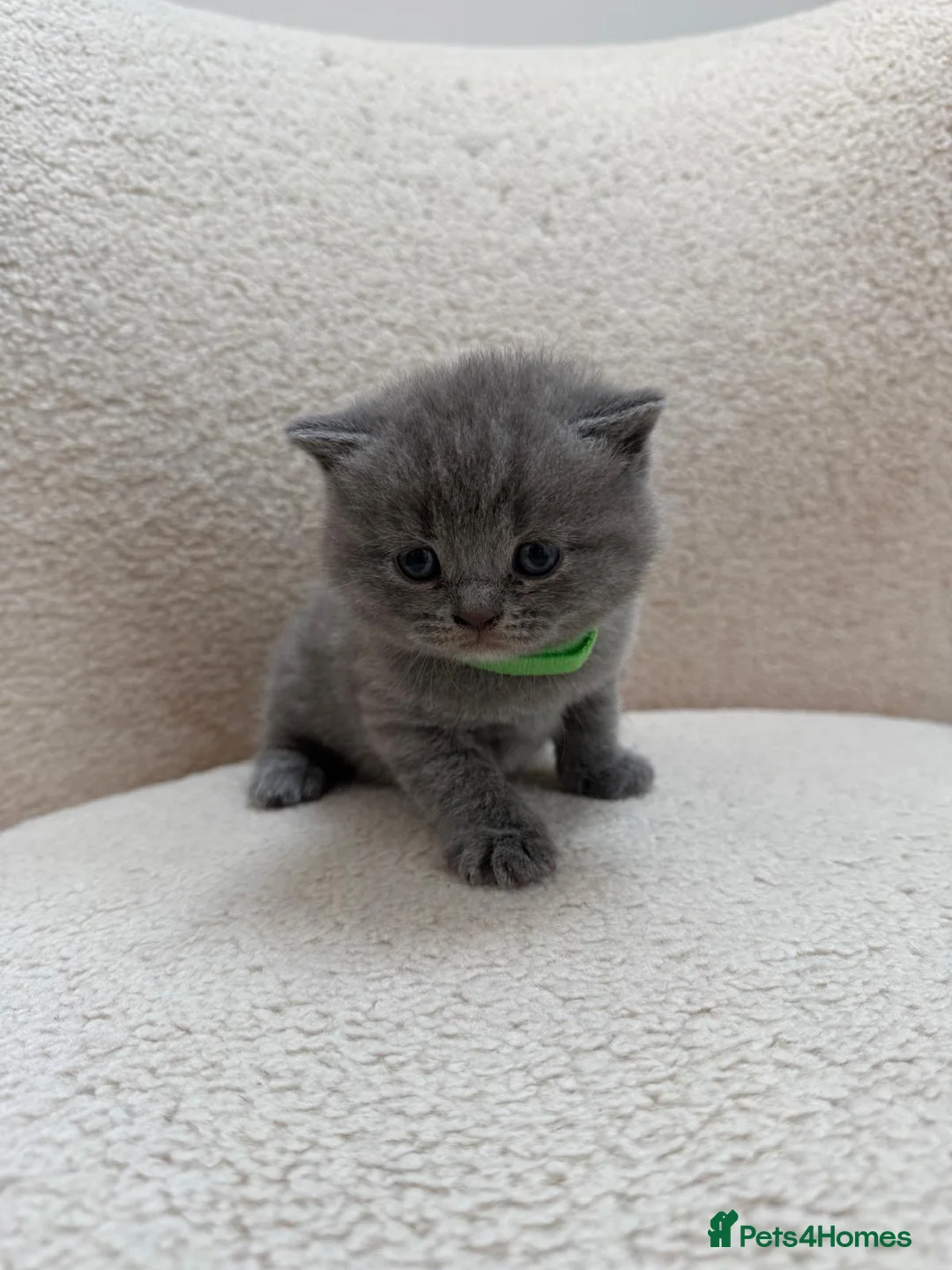 British Shorthair cats for sale: Beautiful British Shorthair kittens x4 - Advert 12