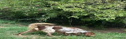 English Setter dogs for adoption: Drago in Bacup - Advert 2