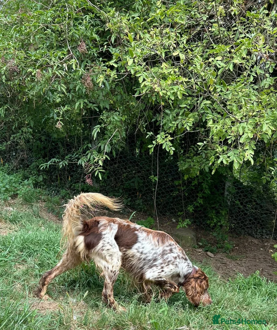 English Setter dogs for adoption: Drago in Bacup - Advert 2