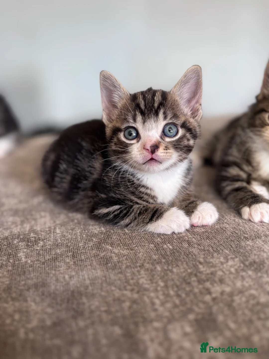 Mixed Breed cats for sale: 5x Kittens - Advert 2