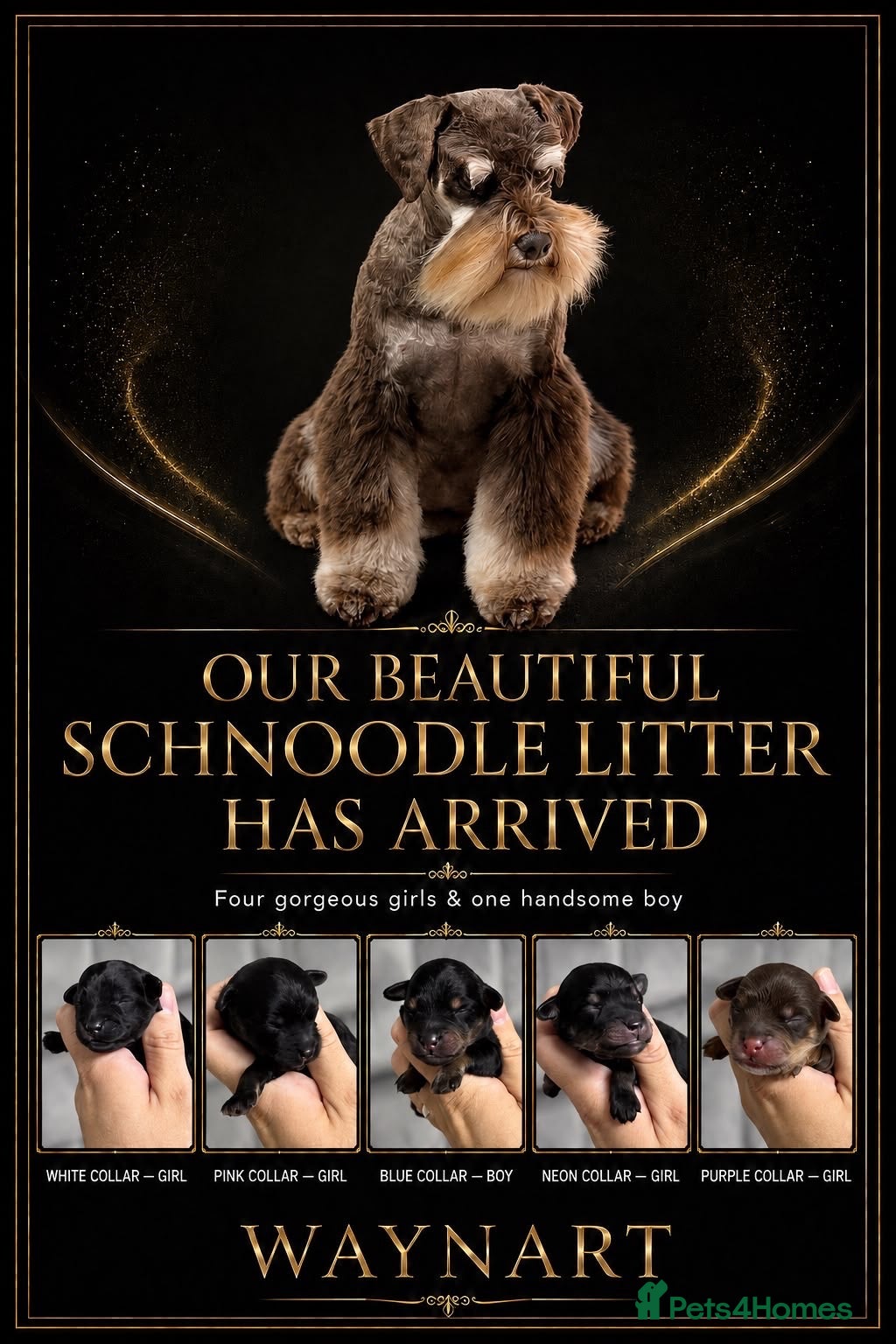 Schnoodle dogs 💫 OUTSTANDING DNA CLEAR FLUFFY SCHNOODLES 💫 - Advert 1