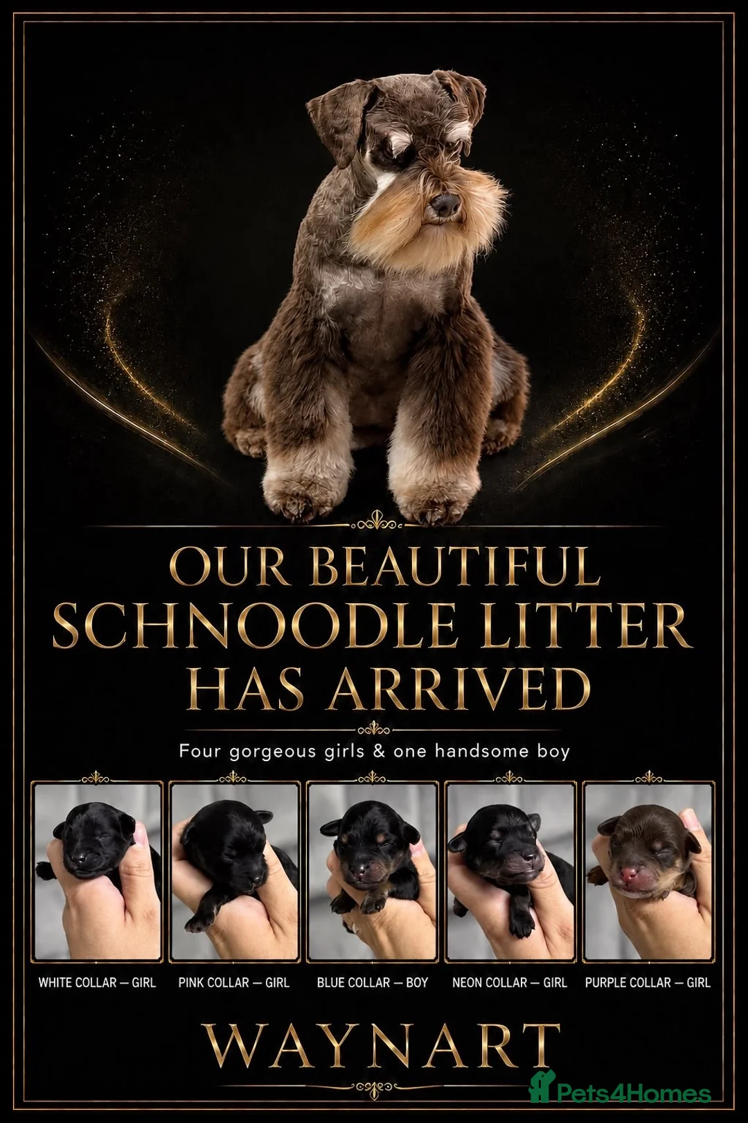 Schnoodle dogs for sale: 💫 OUTSTANDING DNA CLEAR FLUFFY SCHNOODLES 💫 - Advert 1