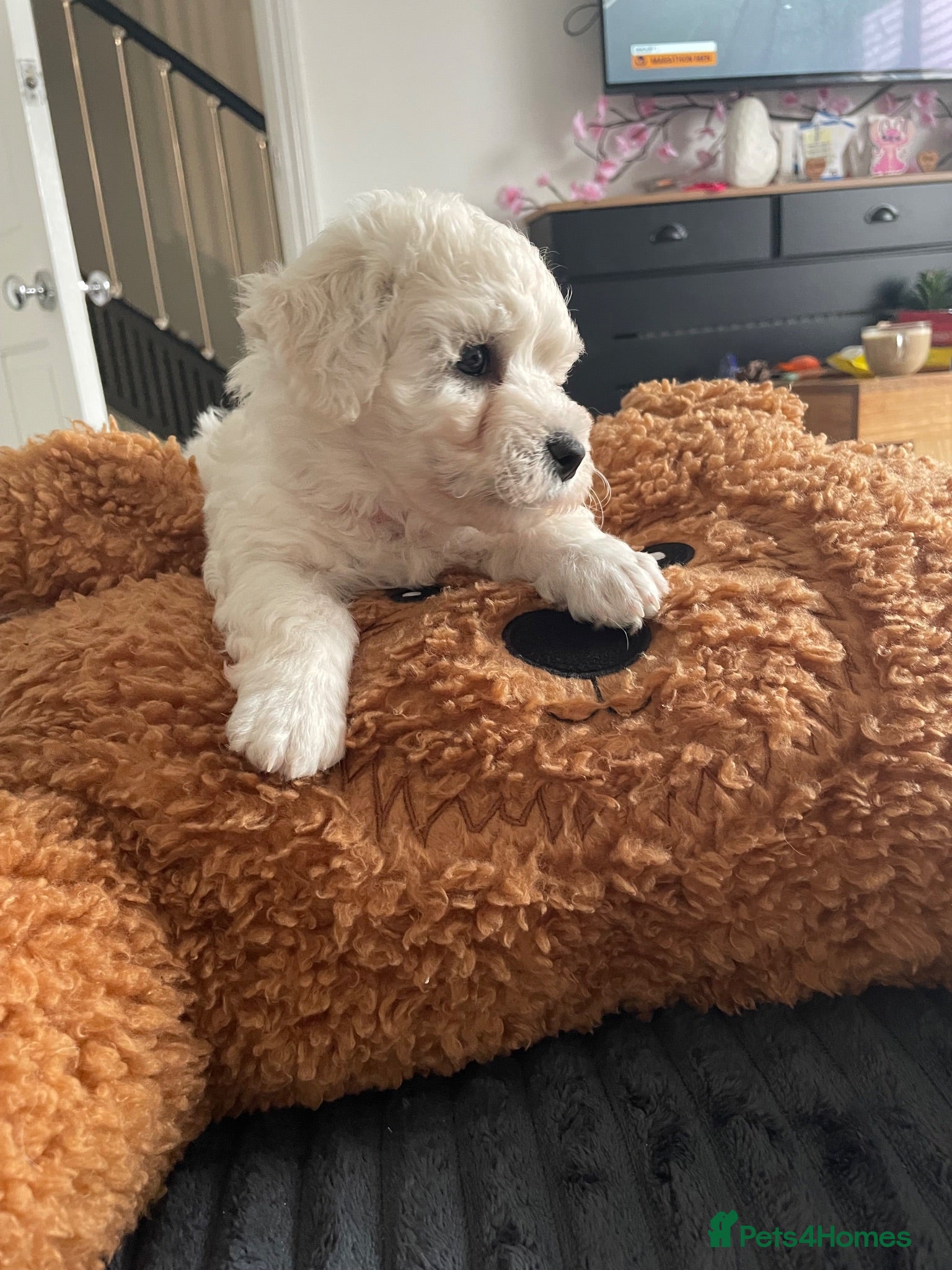 Bichon Frise dogs Bonnie - Advert 1