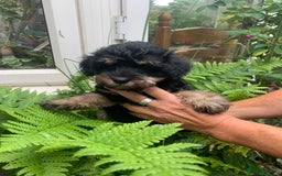 Schnoodle dogs for sale: BEAUTIFUL SCHNOODLE PUPPIES 🐶❤️ - Image 2