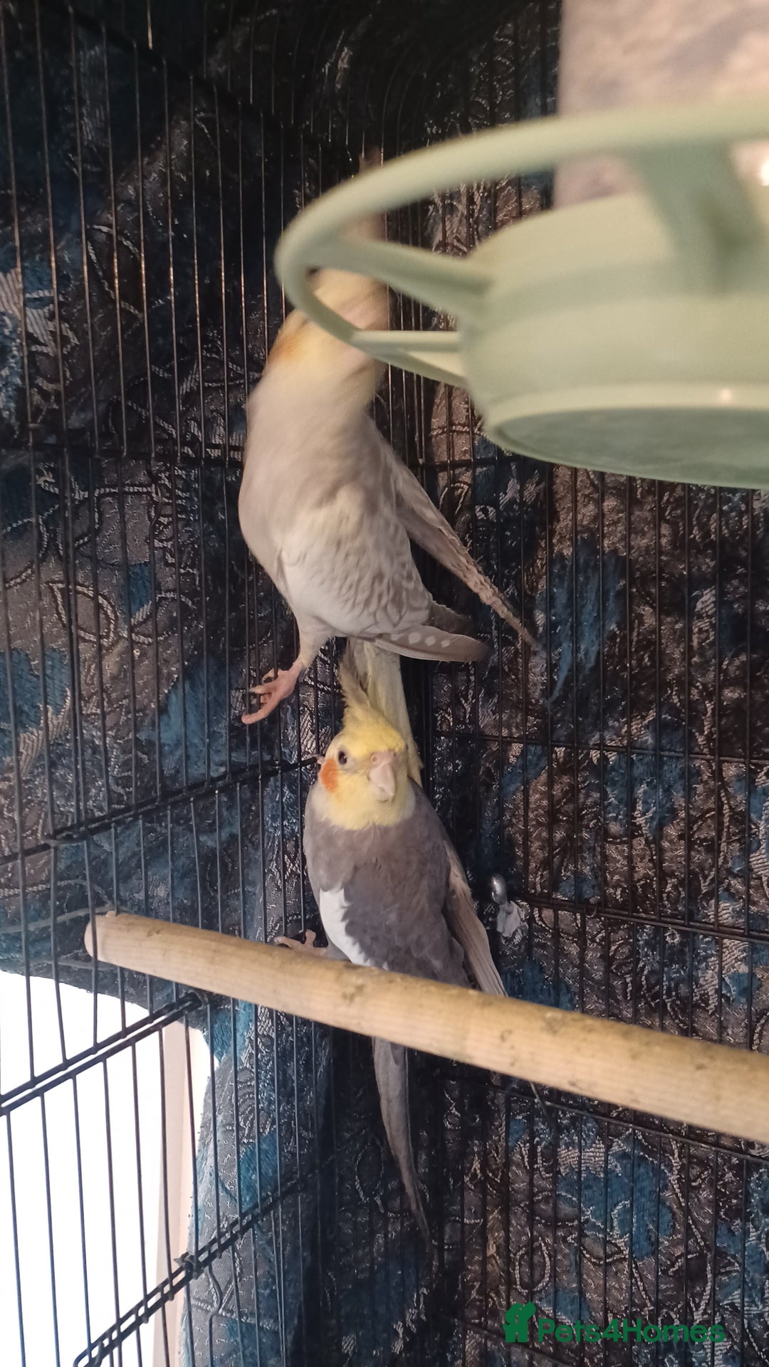Cockatiels birds for sale: Breeding cockatiels with babies - Advert 5