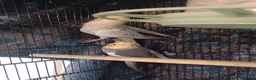 Cockatiels birds for sale: Breeding cockatiels with babies - Advert 7