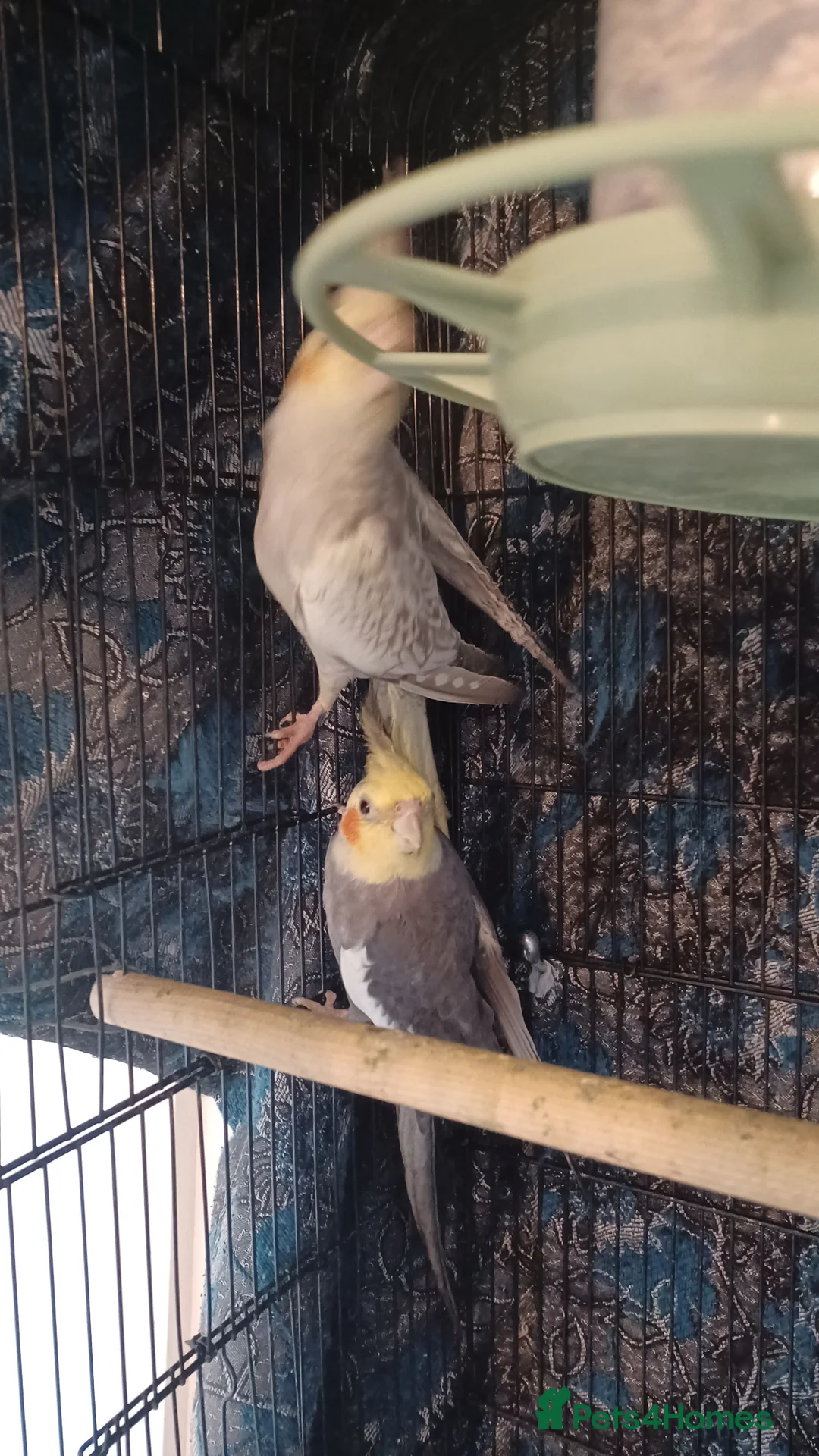 Cockatiels birds for sale: Breeding cockatiels with babies - Advert 7