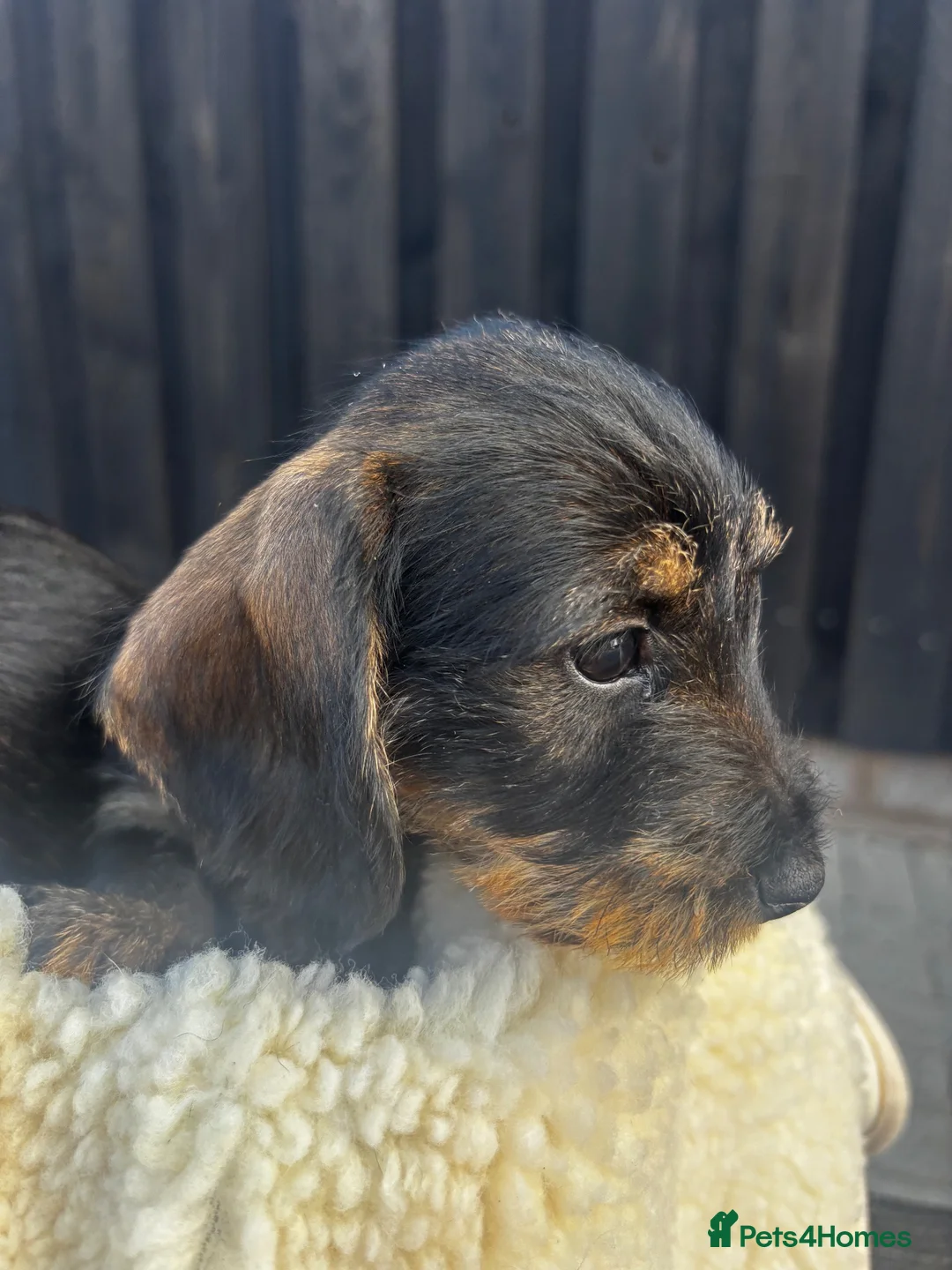 Miniature Dachshund dogs for sale: Wire Haired Miniature Dachshunds  - Advert 18