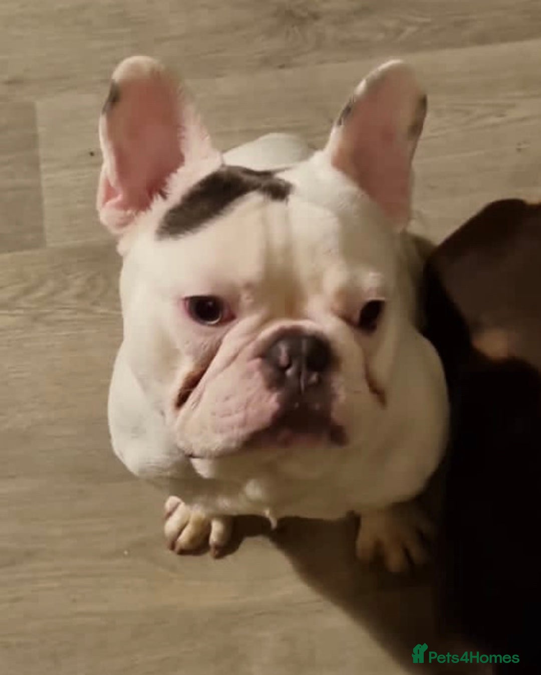 French Bulldog dogs for stud: KC Freach bulldog pied in Liverpool - Advert 2