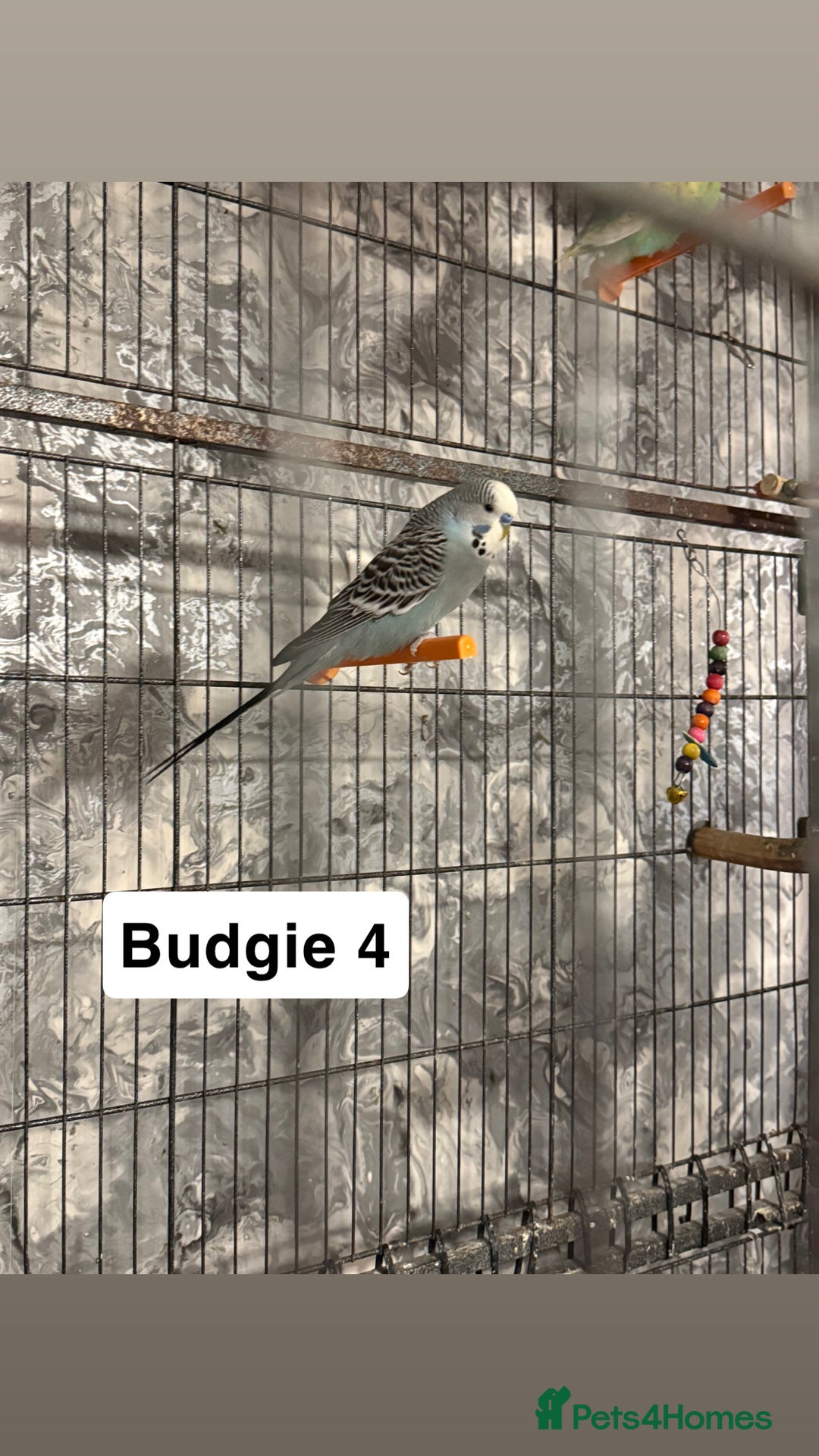 Budgerigars birds for sale: Budgies for sale ,canvey island £20 each. - Advert 7