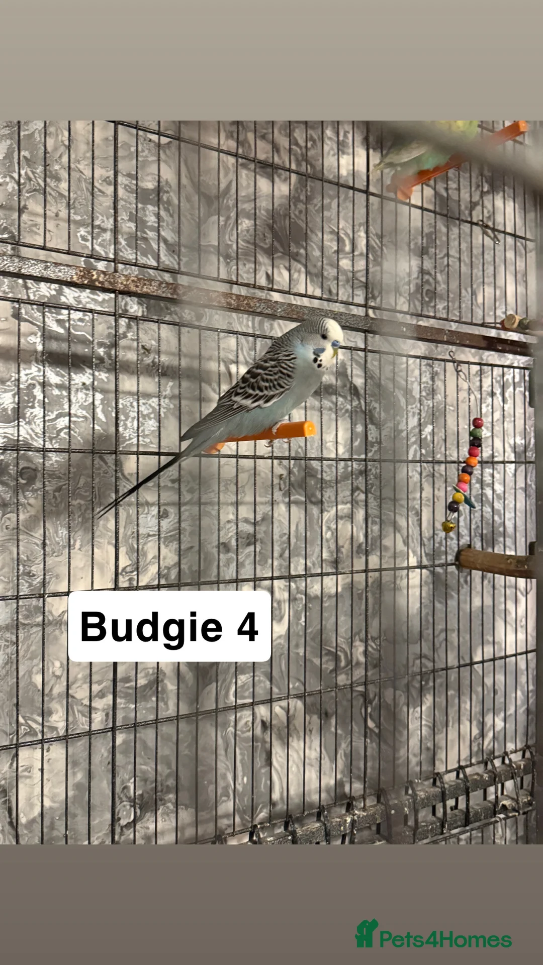Budgerigars birds for sale: Budgies for sale ,canvey island £20 each. - Advert 7