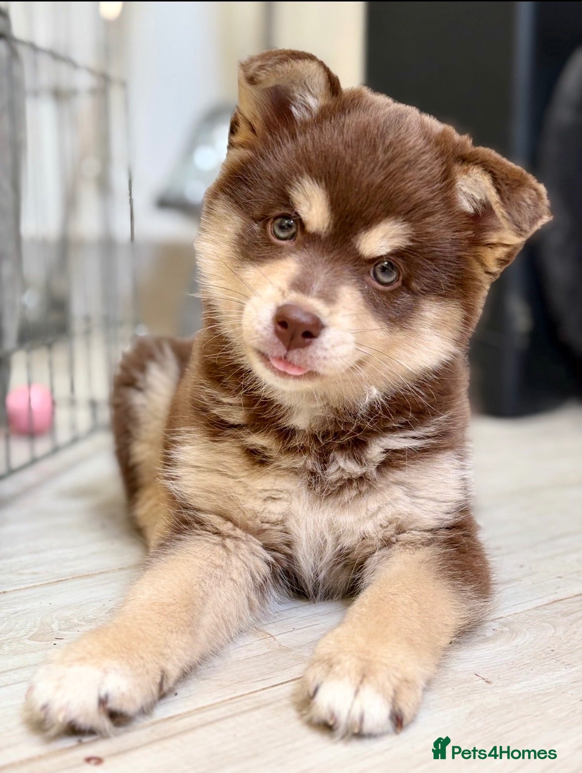 Pomsky dogs Beautiful brown Pomsky  - Advert 8