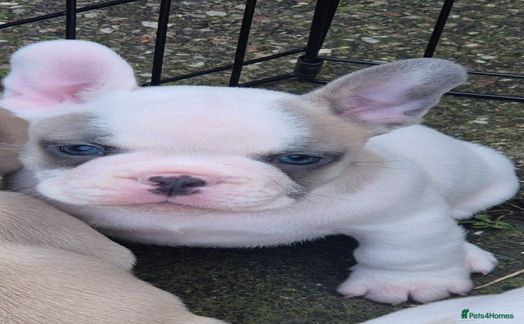French Bulldog dogs - Advert 6