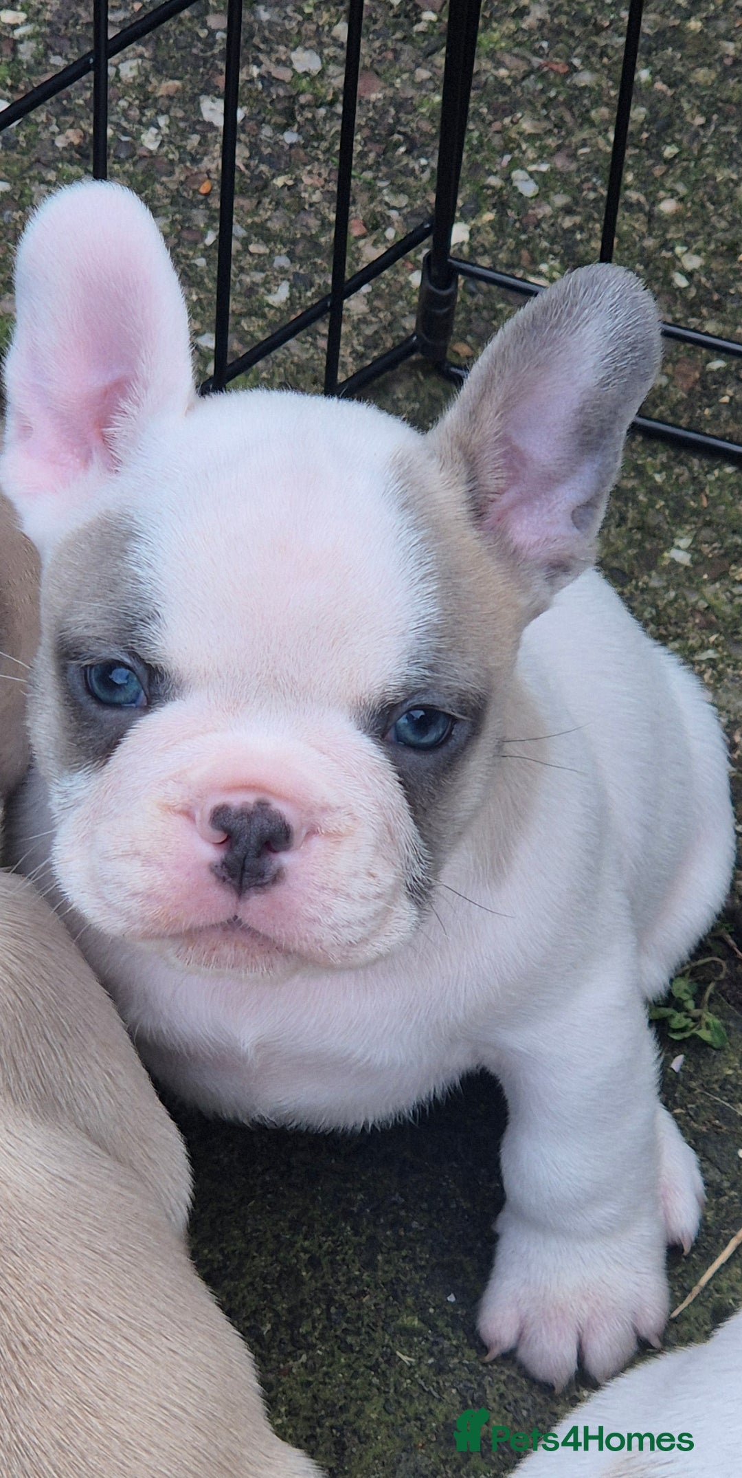 Bulldog Blue Eyes Pied French Bulldog For Sale Pied French Bulldog