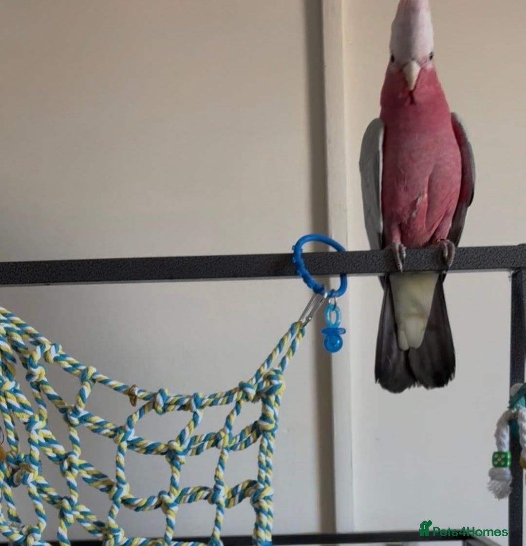 Cockatoo birds for sale: Baby Galah Cockatoo with Cage - Advert 5