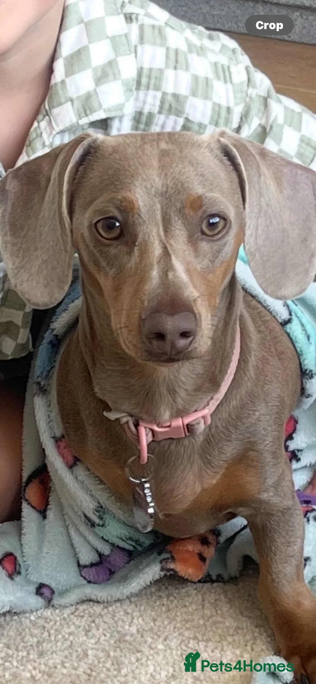 Miniature Dachshund dogs for sale: 1 year old Mini Dachshund looking for a new home in Hartlepool - Advert 2