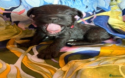 Miniature Schnauzer dogs for sale: Gorgeous KC Reg mini Schnauzers 1 black girl left  - Advert 24