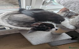 Mixed Breed cats for sale: Kittens for sale  - Image 4