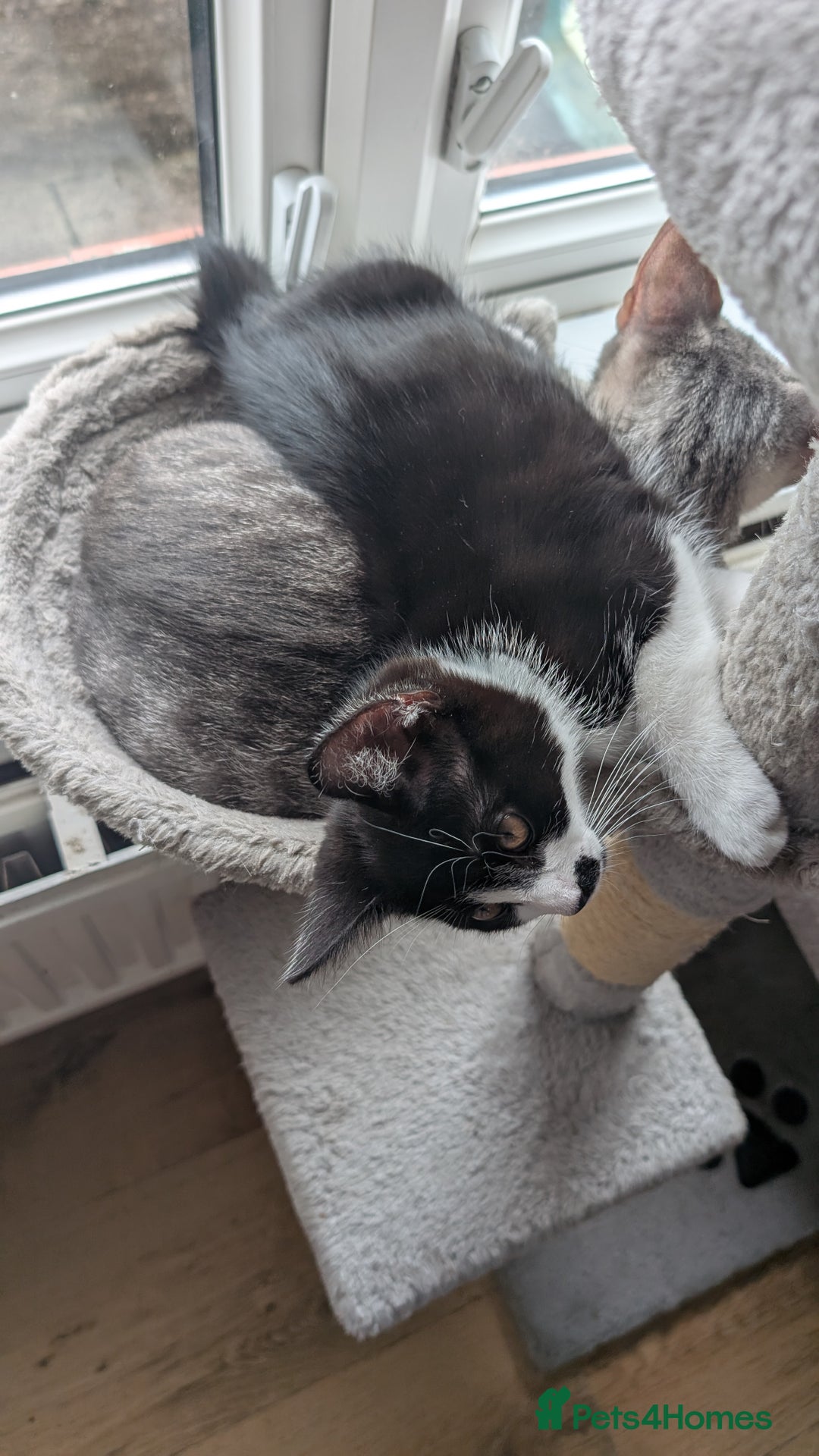 Mixed Breed cats for sale: Kittens for sale  - Image 4