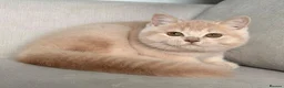 British Shorthair cats for sale: Beautiful cream boy available  - Advert 5