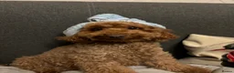 Mixed Breed dogs for sale: Only 2 left/Stunning Red Poodles  in King's Lynn - Advert 3