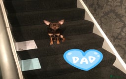 Chihuahua dogs for sale: Beautiful little Chi ready to reserve  - Image 13