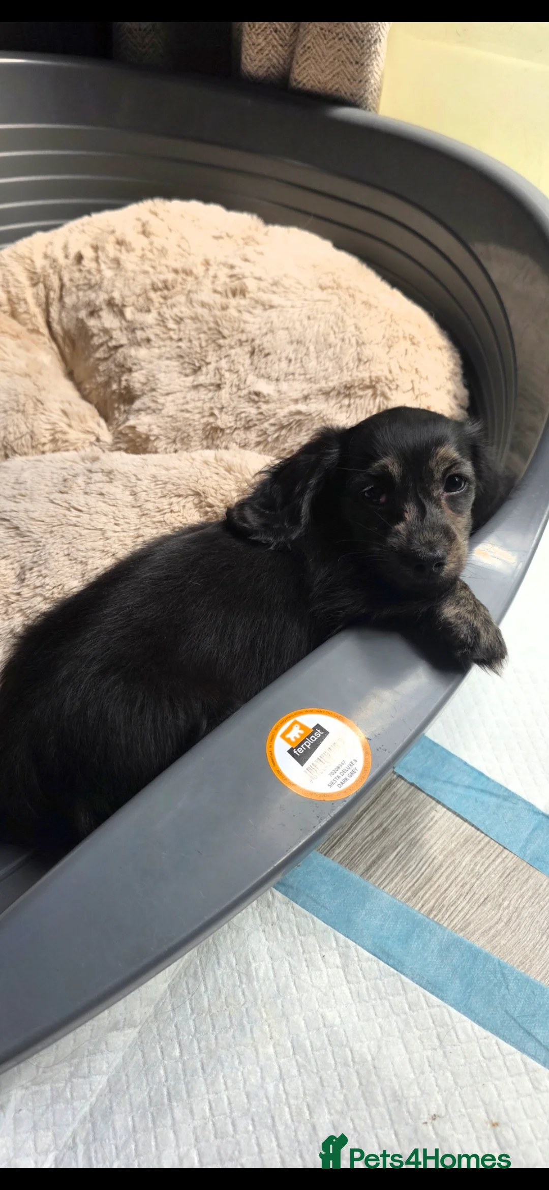 Miniature Dachshund dogs for sale: Long Haired miniature dachshund puppies - Advert 2