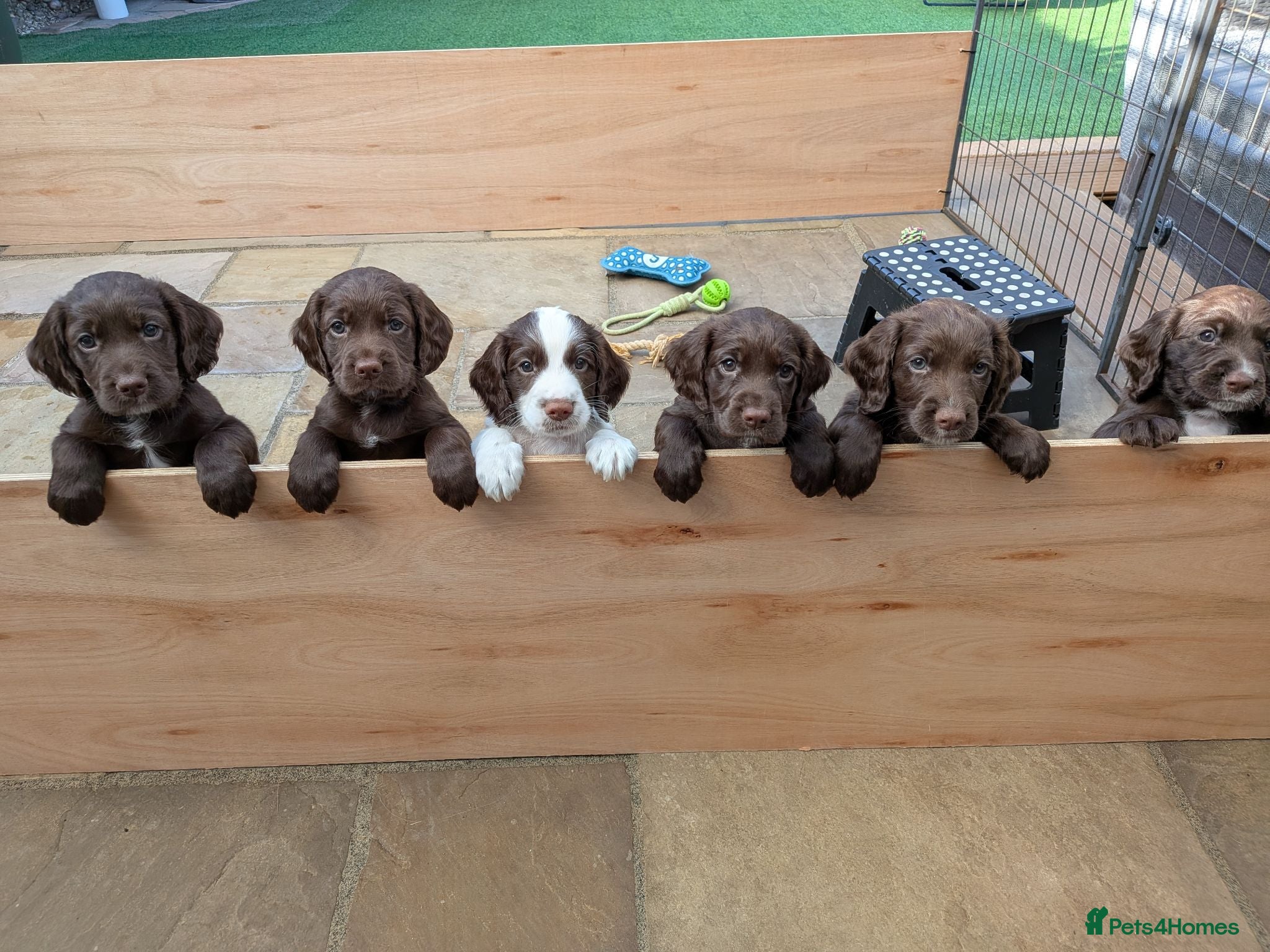 Sprocker dogs Beautiful Sprocker puppies for sale - Advert 11