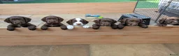 Sprocker dogs for sale: Beautiful Sprocker puppies for sale - Advert 1