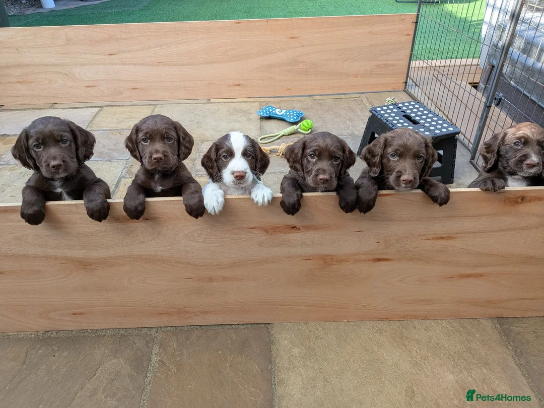 Sprocker dogs for sale: Beautiful Sprocker puppies for sale - Advert 1