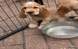Cocker Spaniel dogs for sale: KC SHOW COCKER SPANIELS READY NOW - Image 6
