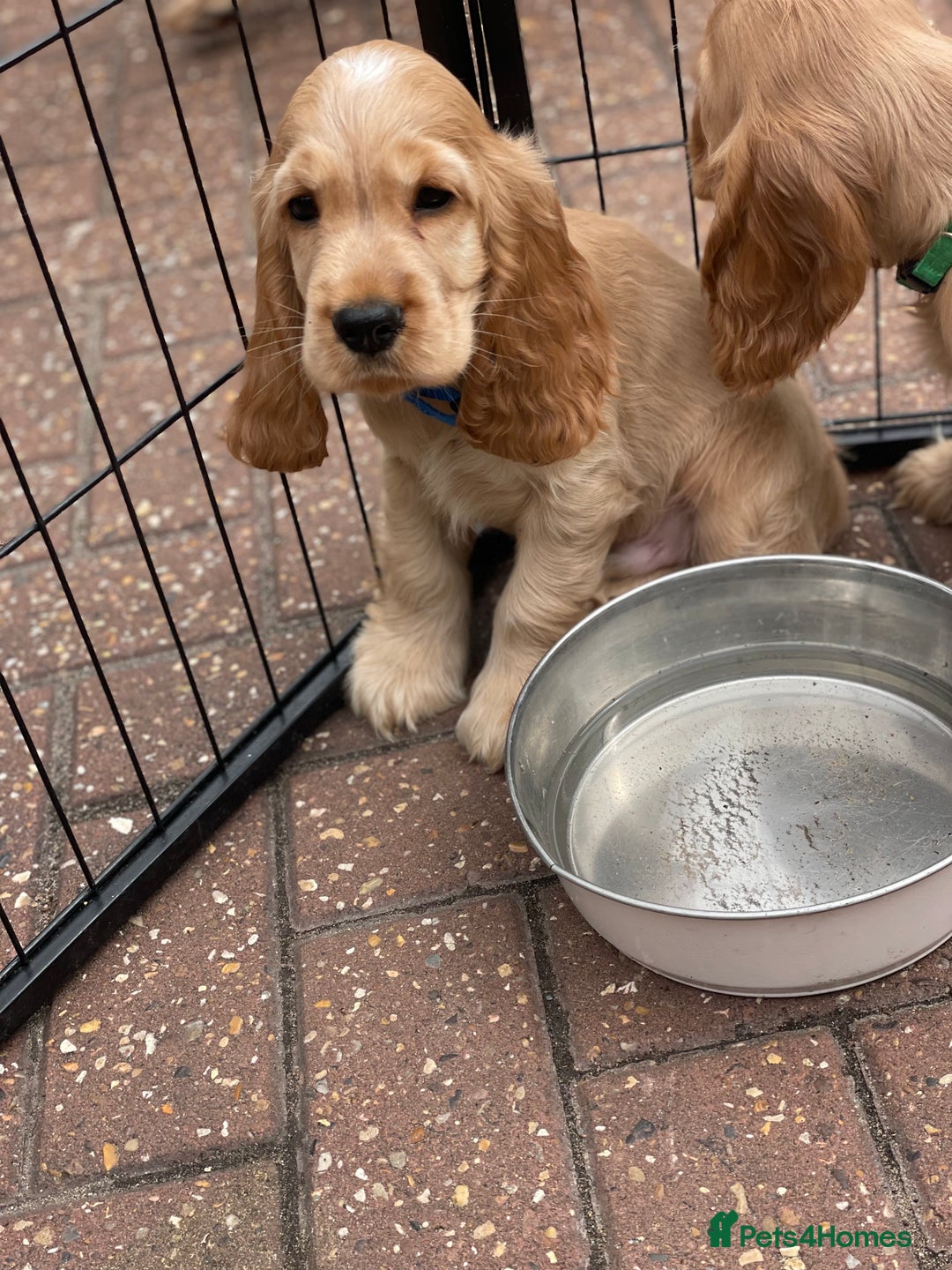 Cocker Spaniel dogs for sale: KC SHOW COCKER SPANIELS READY NOW - Image 6