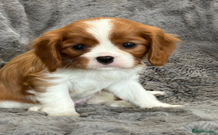 Cavalier King Charles Spaniel dogs - Advert 3