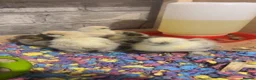 Chickens poultry for sale: Silkie Chickens  - Advert 7