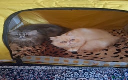Persian cats for sale: Blue Persian kittens  - Image 2