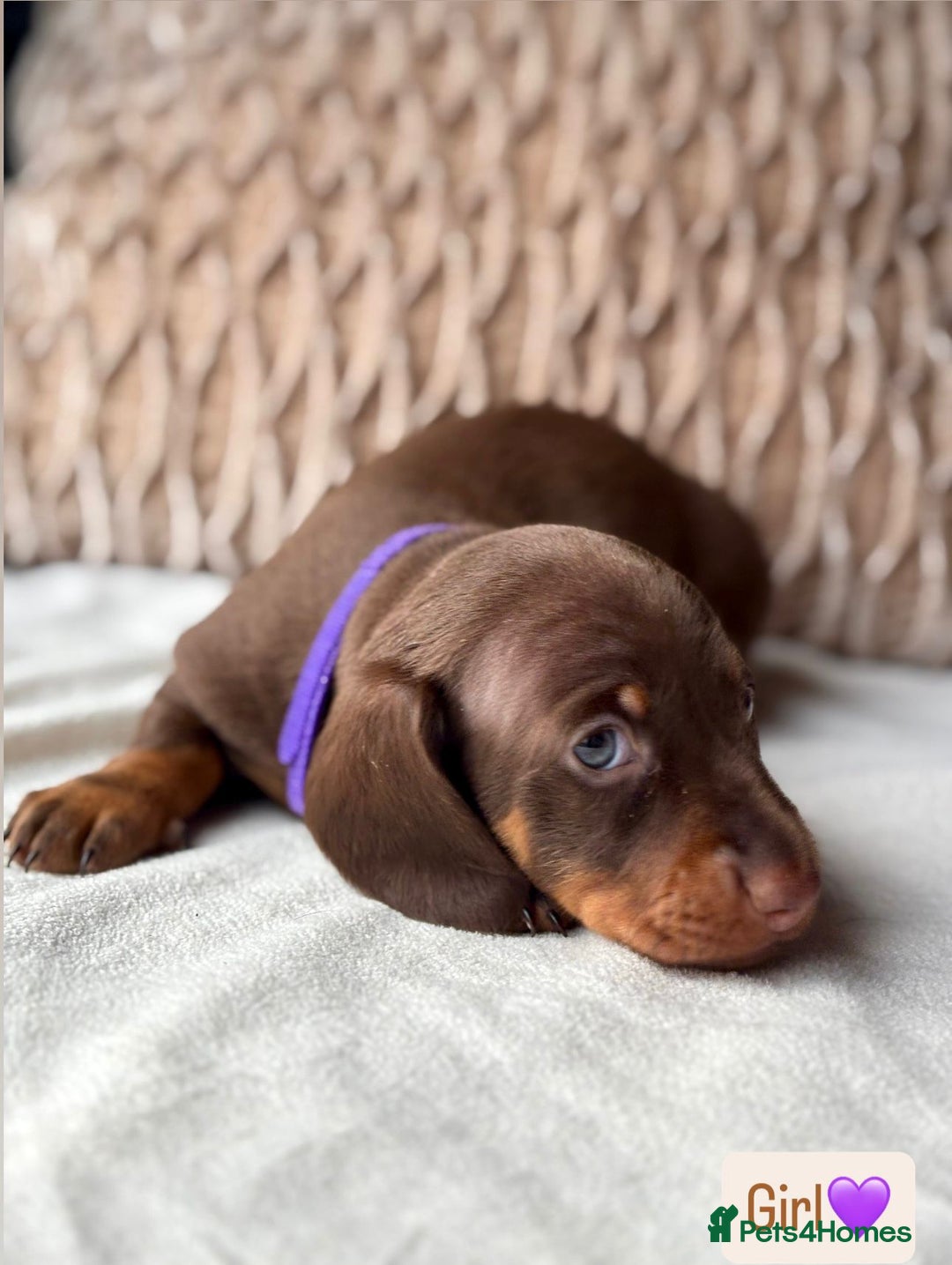 Miniature Dachshund dogs for sale: For Sale Adorable Miniature Dachshund puppies - Advert 9