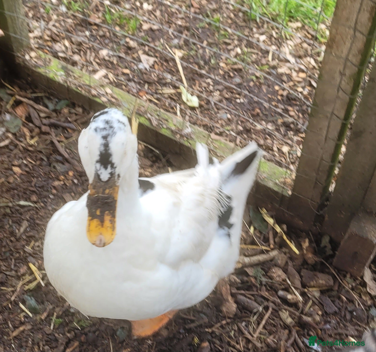 Lovebirds birds Female Magpie duck for sale - Advert 3